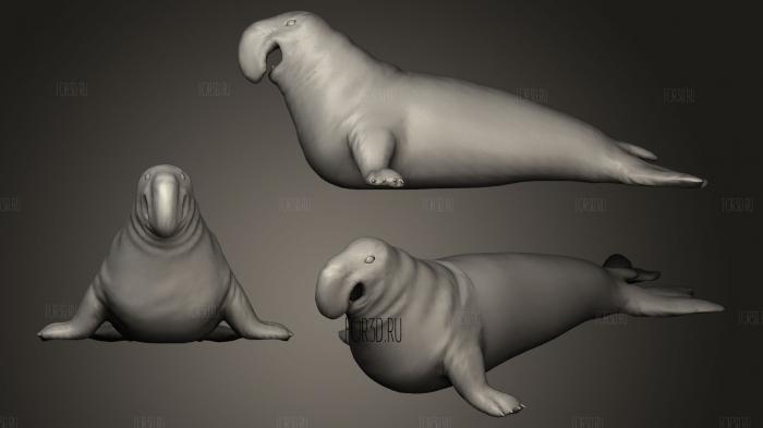 Elephant Seal stl model for CNC
